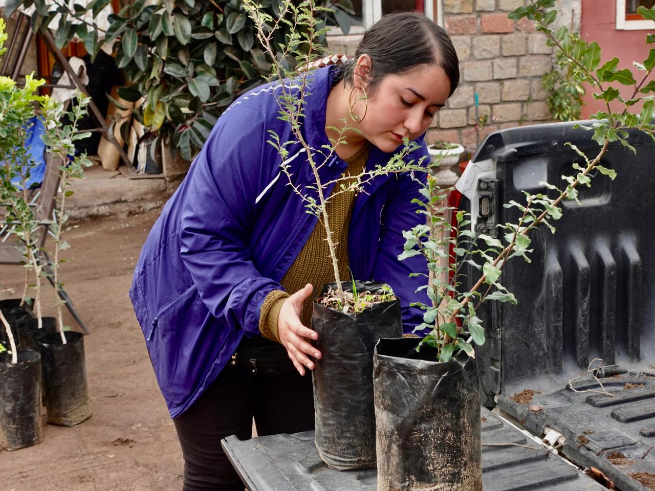 REFORESTACION RINCON 1