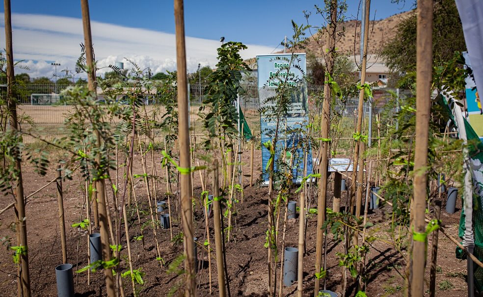 Reforestacion Rungue 1